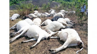 Beryl TV LIGHTING-KILL-COW-320x180 LIGHTENING KILLS 12 COWS IN DELTA News Nigeria Daily Entertainment News | Top headlines | Celebrity News and lifestyle - Beryl Tv  